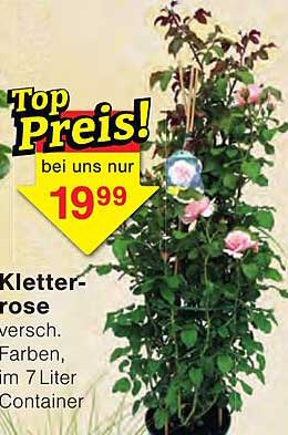 Kletter-rose versch. Farben, im 7 Liter Container