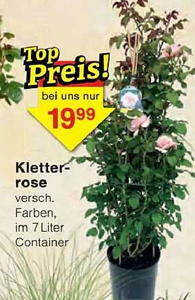 Kletter-rose versch. Farben, im 7 Liter Container