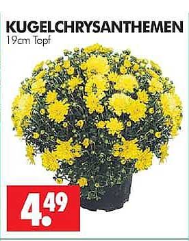 KUGELCHRYSANTHEMEN