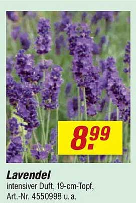 Lavendel