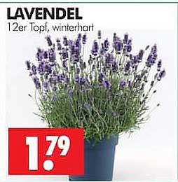 LAVENDEL 12er Topf, winterhart