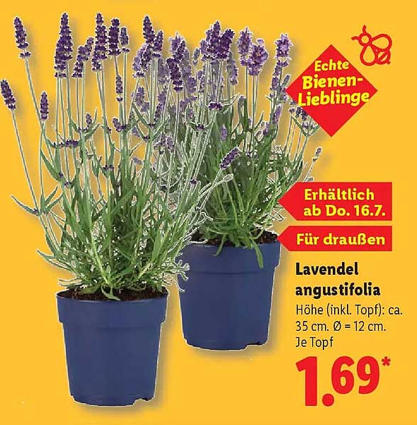 Lavendel angustifolia