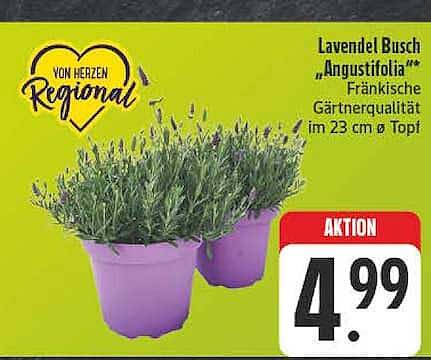 Lavendel Busch „Angustifolia“