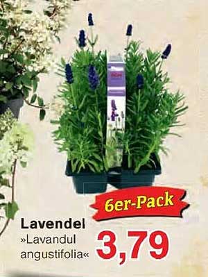 Lavendel »Lavandul angustifolia« 6er-Pack
