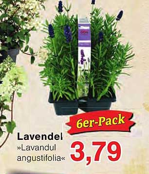 Lavendel »Lavandul angustifolia« 6er-Pack