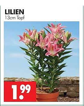 LILIEN 13cm Topf