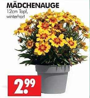 MÄDCHENAUGE 12cm Topf, winterhart