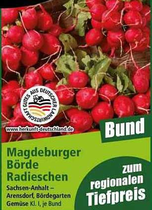 Magdeburger Börde Radieschen