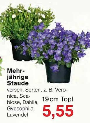 Mehrjährige Staude