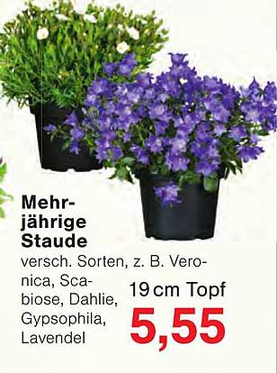 Mehrjährige Staude