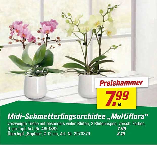 Midi-Schmetterlingsorchidee „Multiflora“