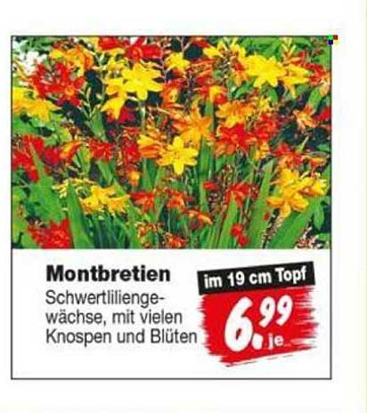 Montbretien