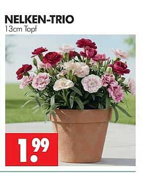NELKEN-TRIO