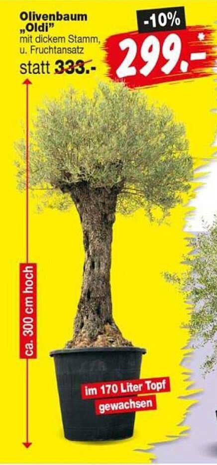 Olivenbaum „Oldi“ mit dickem Stamm, u. Fruchtansatz