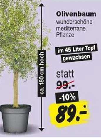 Olivenbaum wunderschöne mediterrane Pflanze