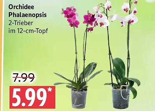 Orchidee Phalaenopsis 2-Trieber im 12-cm-Topf