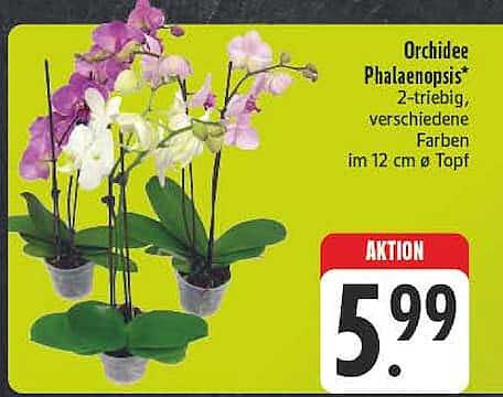 Orchidee Phalaenopsis* 2-triebig verschiedene Farben im 12 cm ø Topf