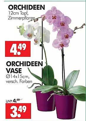 ORCHIDEEN 12cm Topf, Zimmerpflanze
