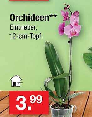 Orchideen**