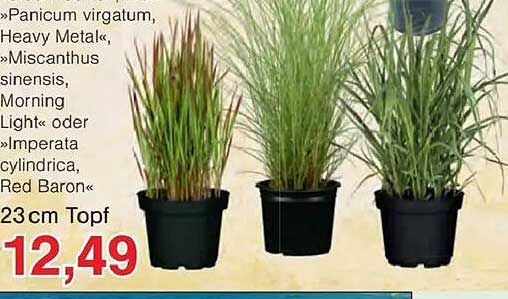 »Panicum virgatum, Heavy Metal«, »Miscanthus sinensis, Morning Light« oder »Imperata cylindrica, Red Baron« 23 cm Topf