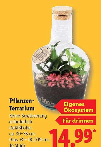 Pflanzen-Terrarium