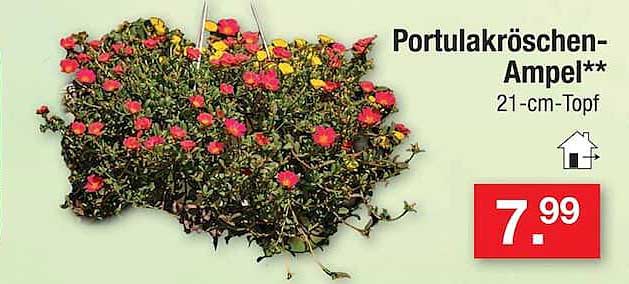 Portulakröschen-Ampel**