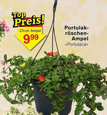 Portulakröschen-Ampel »Portulaca«