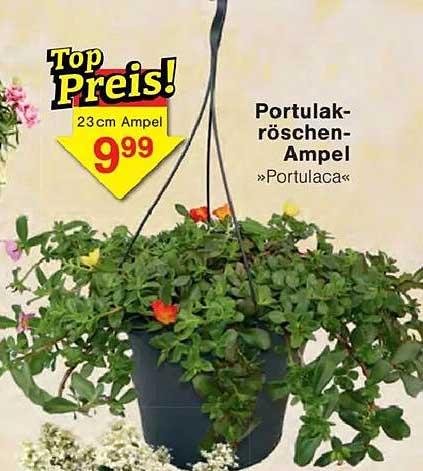 Portulakröschen-Ampel »Portulaca«