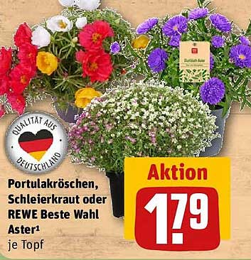 Portulakröschen, Schleierkraut oder REWE Beste Wahl Aster je Topf