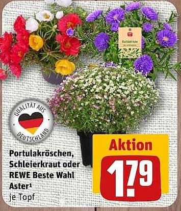 Portulakröschen, Schleierkraut oder REWE Beste Wahl Aster¹ je Topf