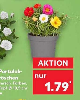 Portulakröschen, versch. Farben, Topf Ø 10,5 cm