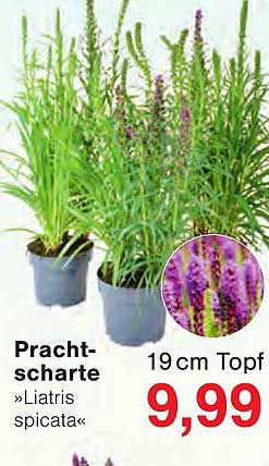 Pracht-scharte »Liatris spicata«