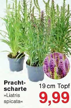Pracht-scharte »Liatris spicata«