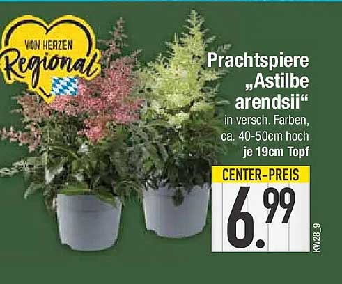 Prachtspiere „Astilbe arendsii“
