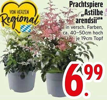 Prachtspiere Astilbe arendsii