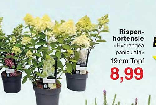 Rispen-hortensie »Hydrangea paniculata« 19 cm Topf