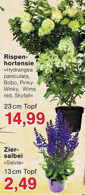 Rispen-hortensie »Hydrangea paniculata, Bobo, Pinky-Winky, Wims red, Skyfall«