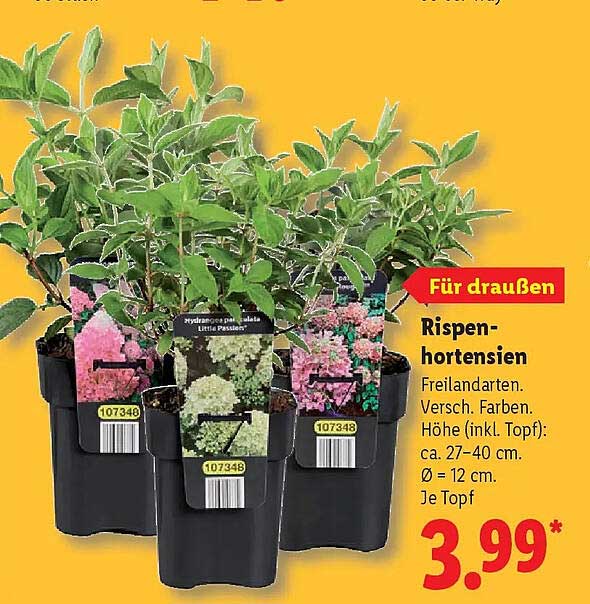 Rispen-hortensien