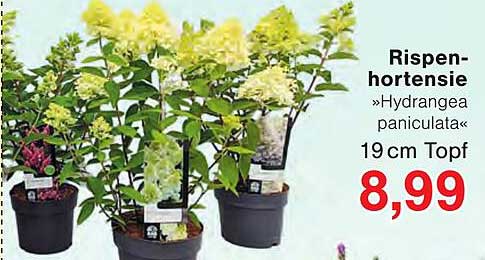 Rispenhortensie »Hydrangea paniculata« 19 cm Topf