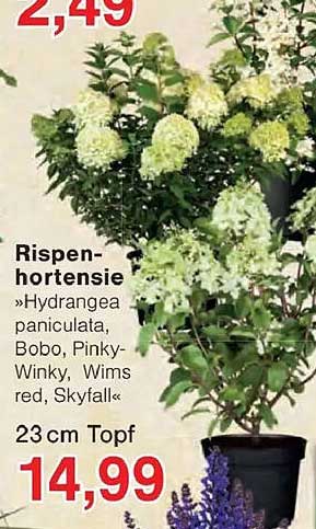 Rispenhortensie »Hydrangea paniculata, Bobo, Pinky Winky, Wim's red, Skyfall« 23 cm Topf