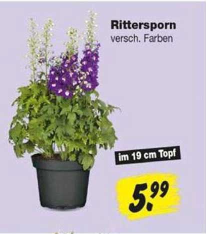 Rittersporn versch. Farben im 19 cm Topf