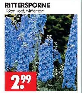 RITTERSPORNE 13cm Topf, winterhart