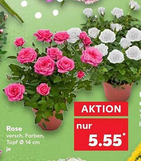 Rose versch. Farben, Topf Ø 14 cm je