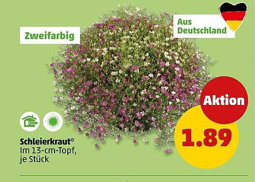 Schleierkraut*