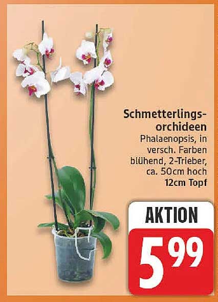 Schmetterlings-orchideen Phalaenopsis, in versch. Farben blühend, 2-Trieber, ca. 50cm hoch 12cm Topf