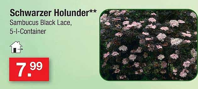 Schwarzer Holunder** Sambucus Black Lace, 5-l-Container