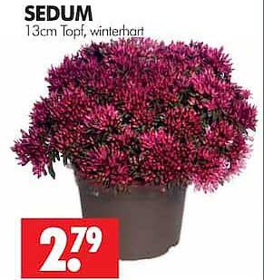 SEDUM 13cm Topf, winterhart