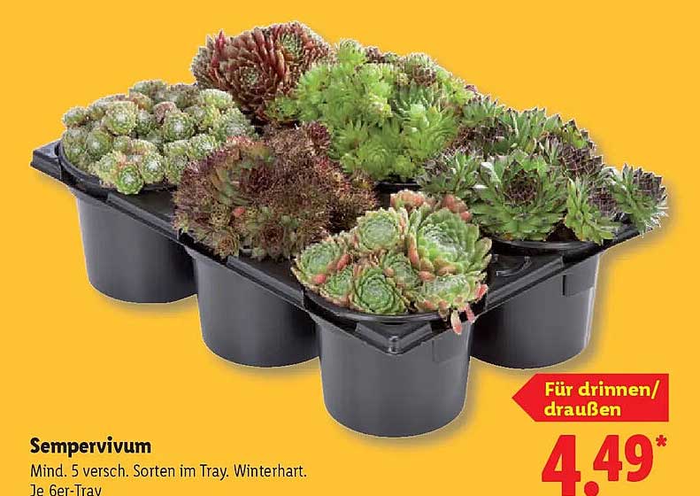 Sempervivum