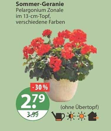 Sommer-Geranie Pelargonium Zonale im 13-cm-Topf, verschiedene Farben