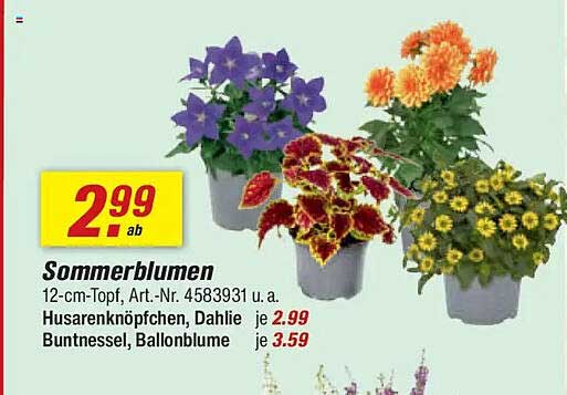 Sommerblumen